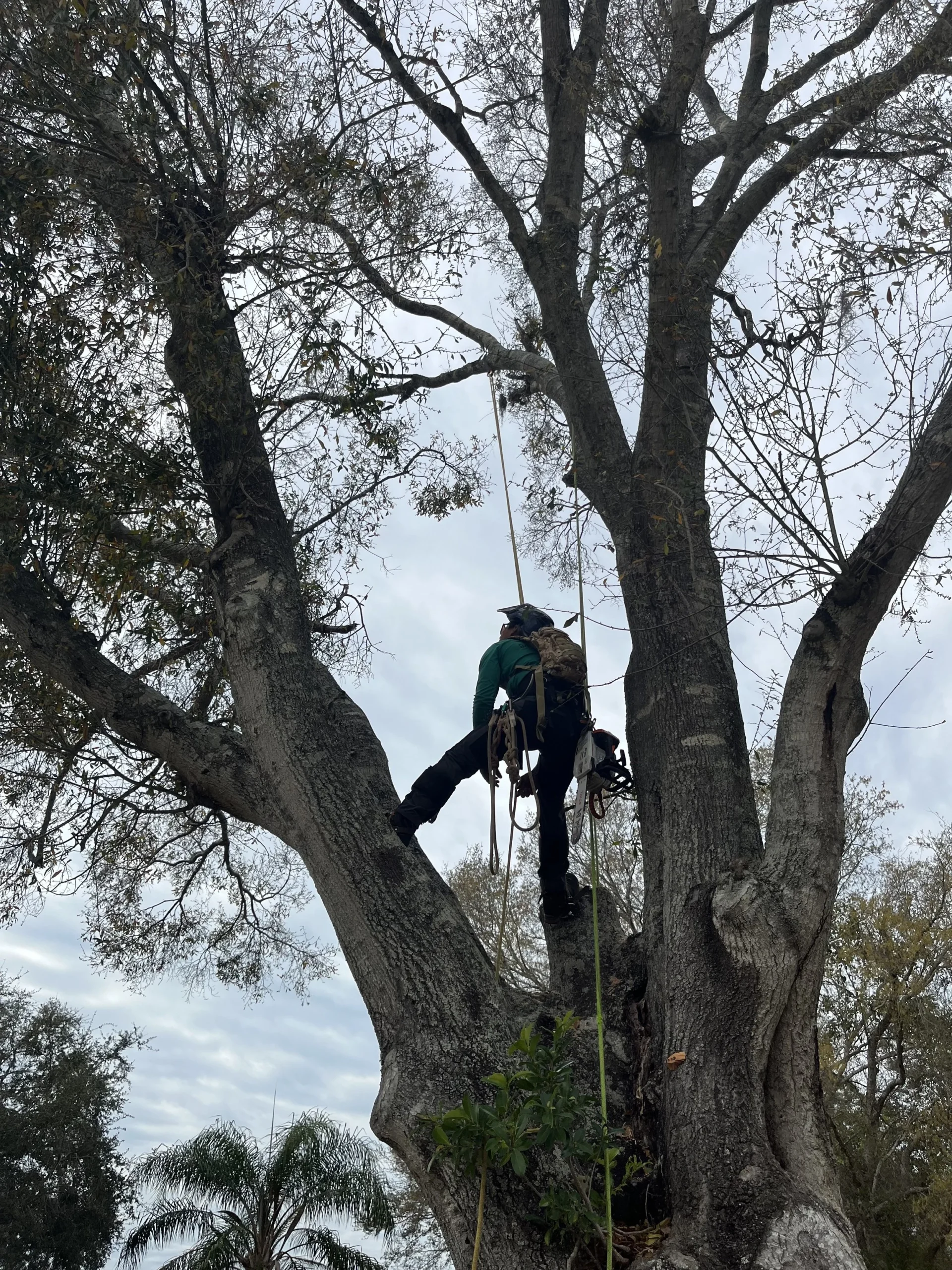 Crane-assisted removal of a hazardous tree near a home in Sarasota FL