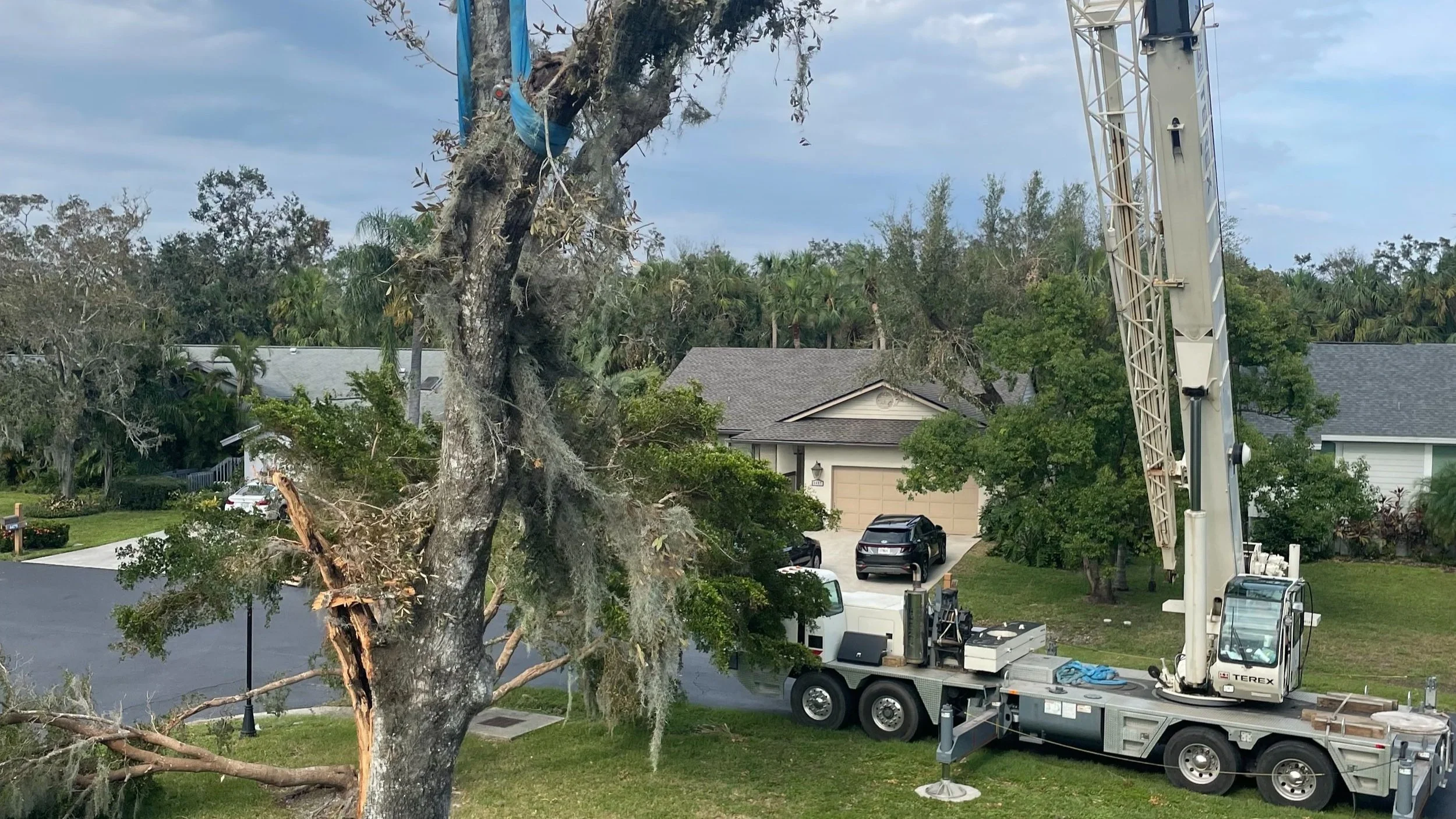 Expert tree and landscaping services — hero image for Sarasota and Bradenton FL