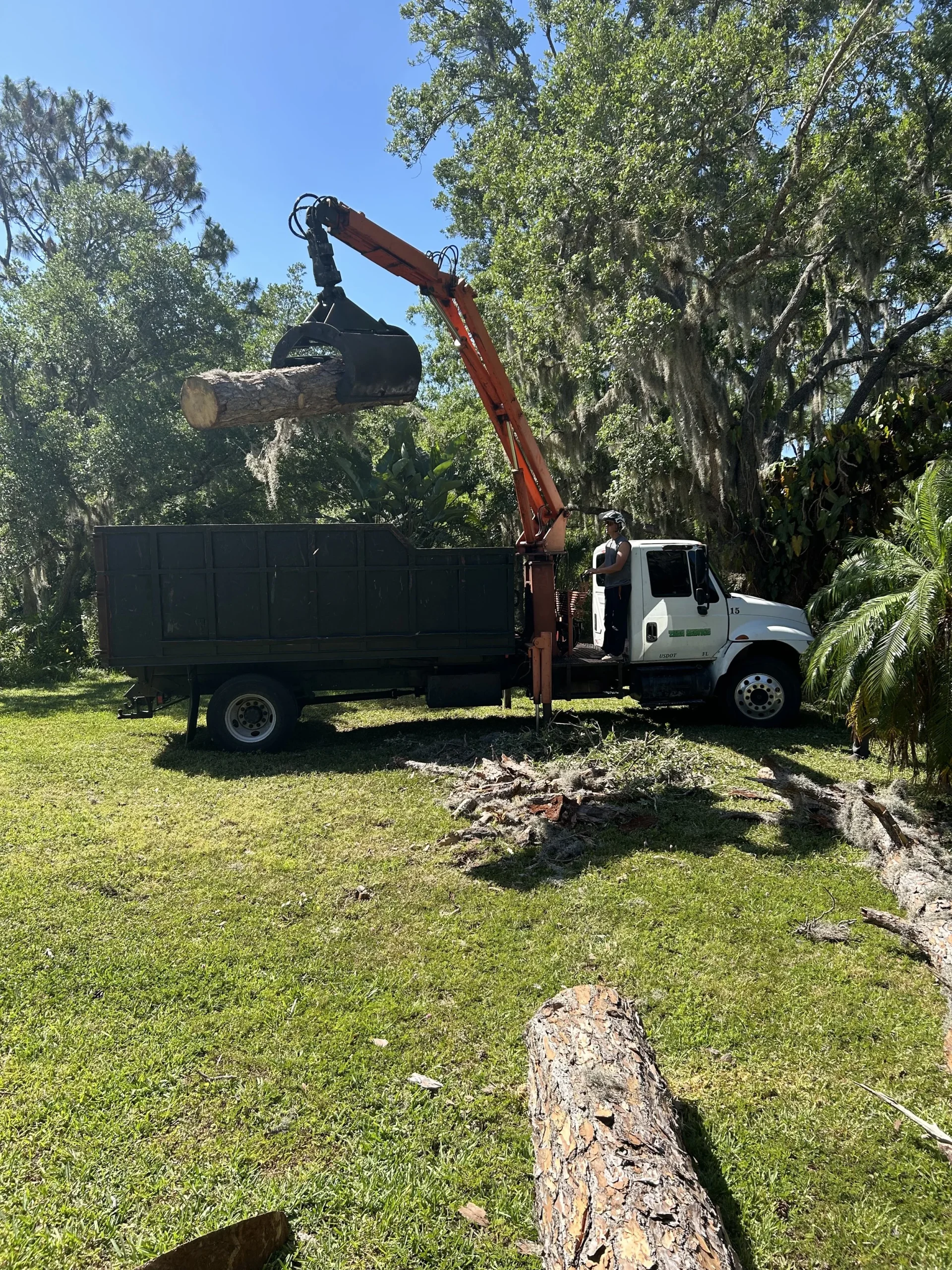 Tree removal crew sectioning a large felled tree into logs for removal