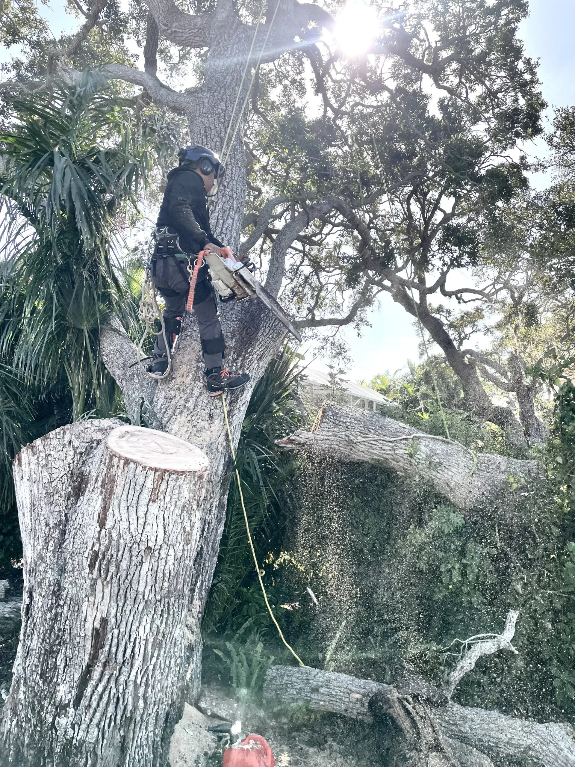 Complete tree removal service including stump extraction in Venice FL