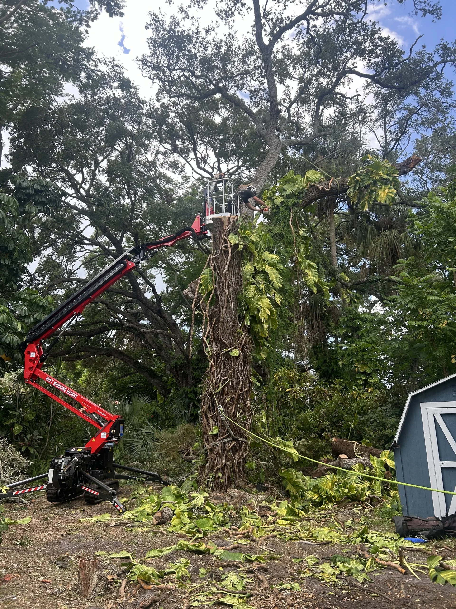 Professional tree removal crew safely felling a large oak tree in Sarasota FL