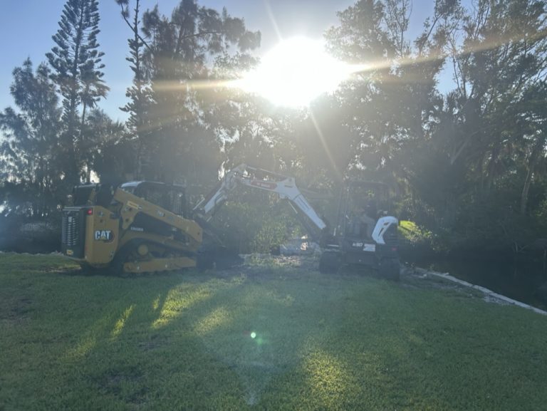 Dead Palm Removal in Bradenton: Costs and Safety Tips