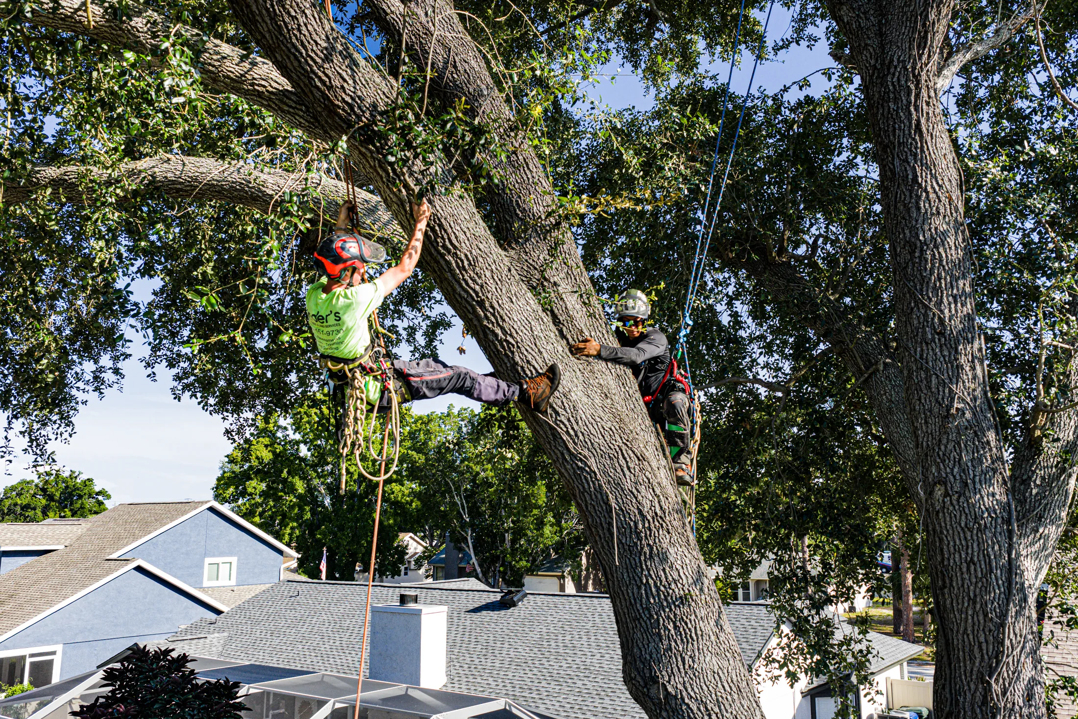 Aerial drone view of tree removal service in Sarasota, FL