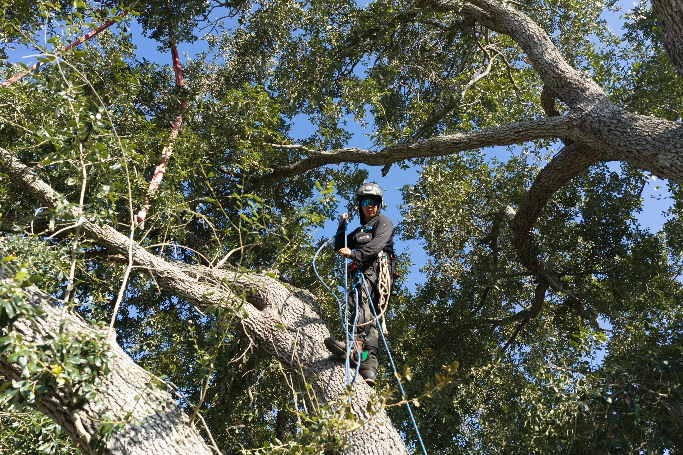 Aerial drone view of tree removal service in Sarasota, FL