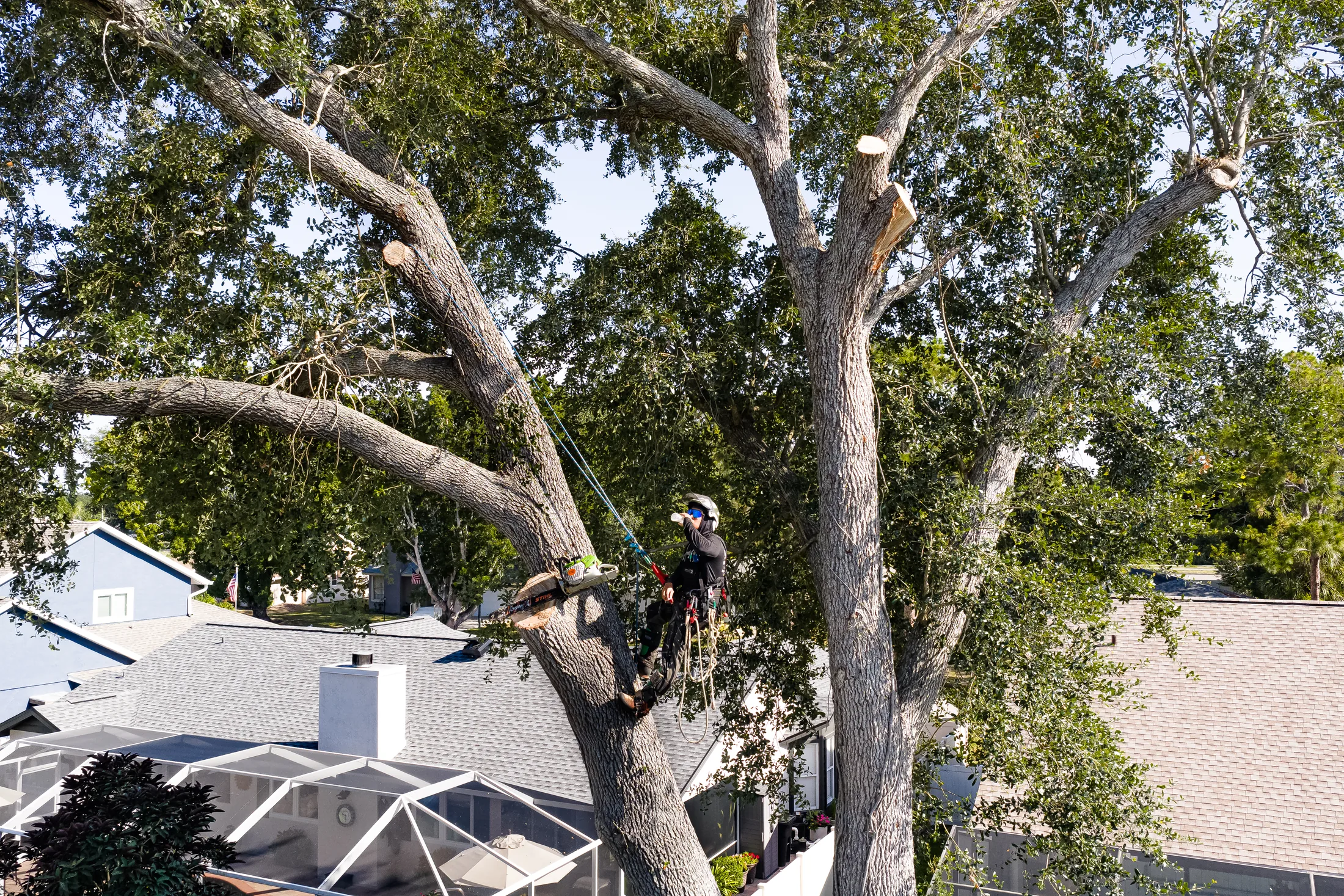 Aerial drone view of tree removal service in Sarasota, FL