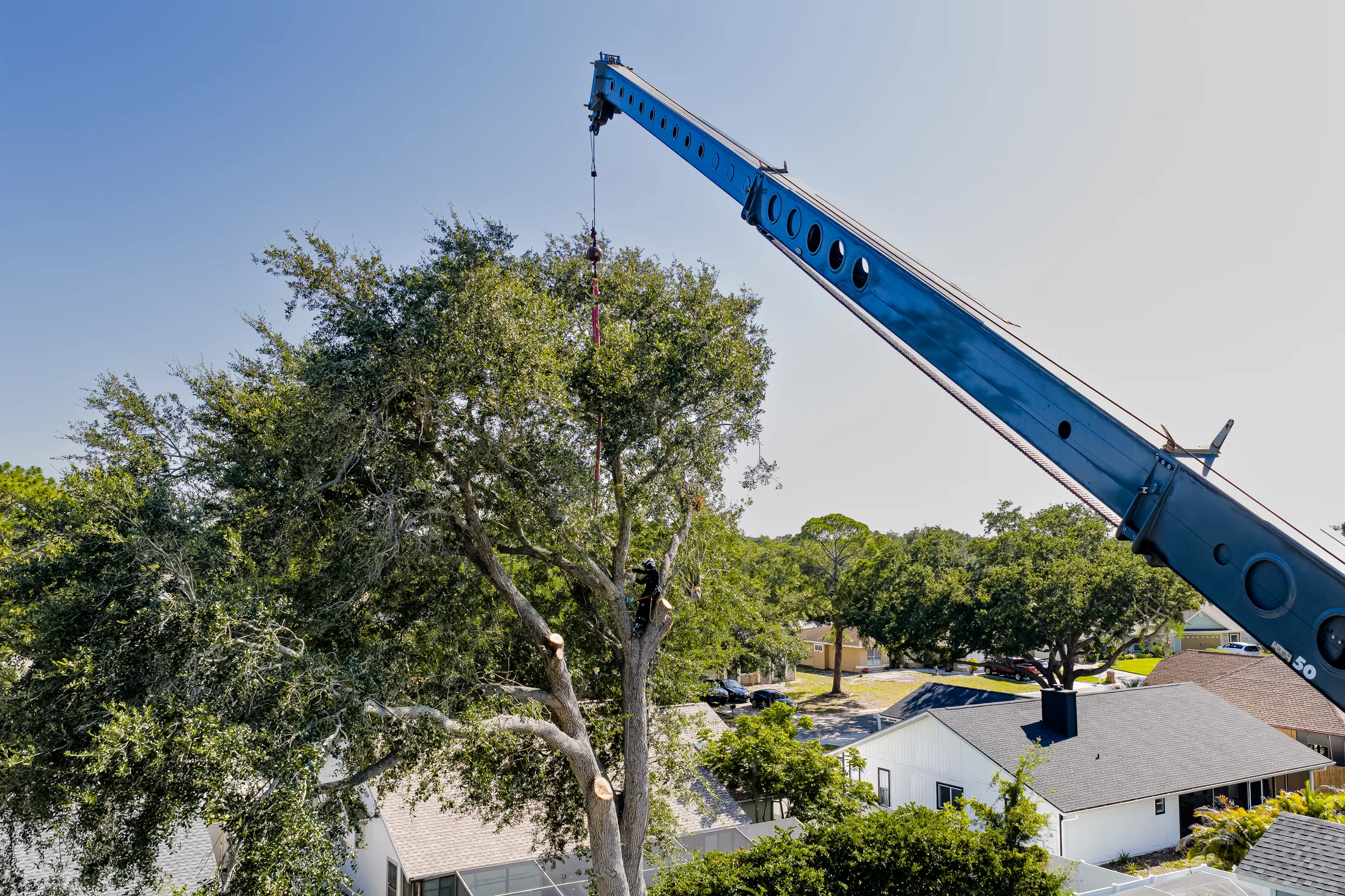 Aerial drone view of tree removal service in Sarasota, FL