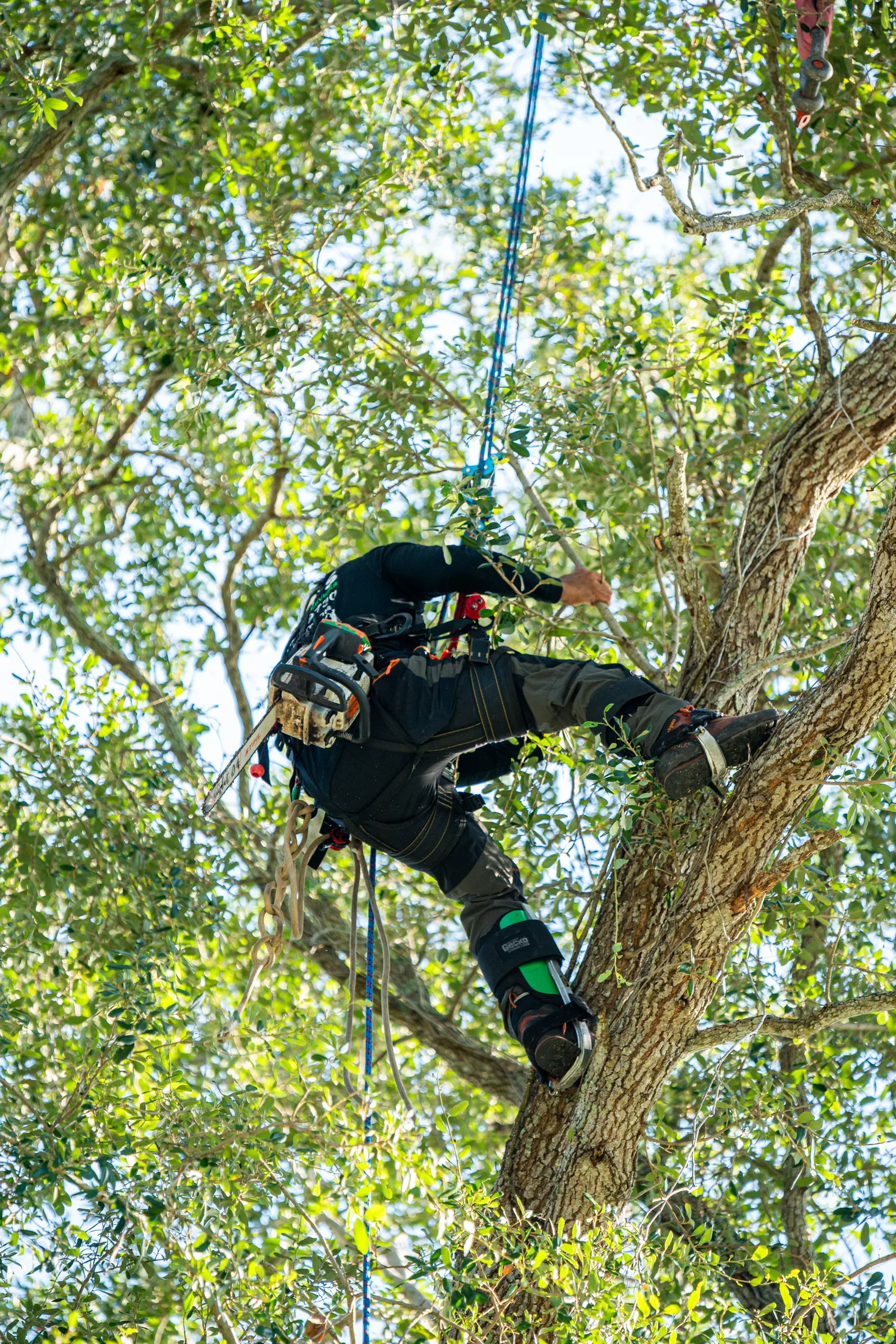 Professional tree removal service in Sarasota, FL by Yoder's Tree & Land Services
