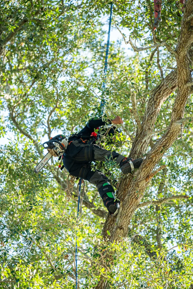 Professional tree removal service in Sarasota, FL by Yoder's Tree & Land Services