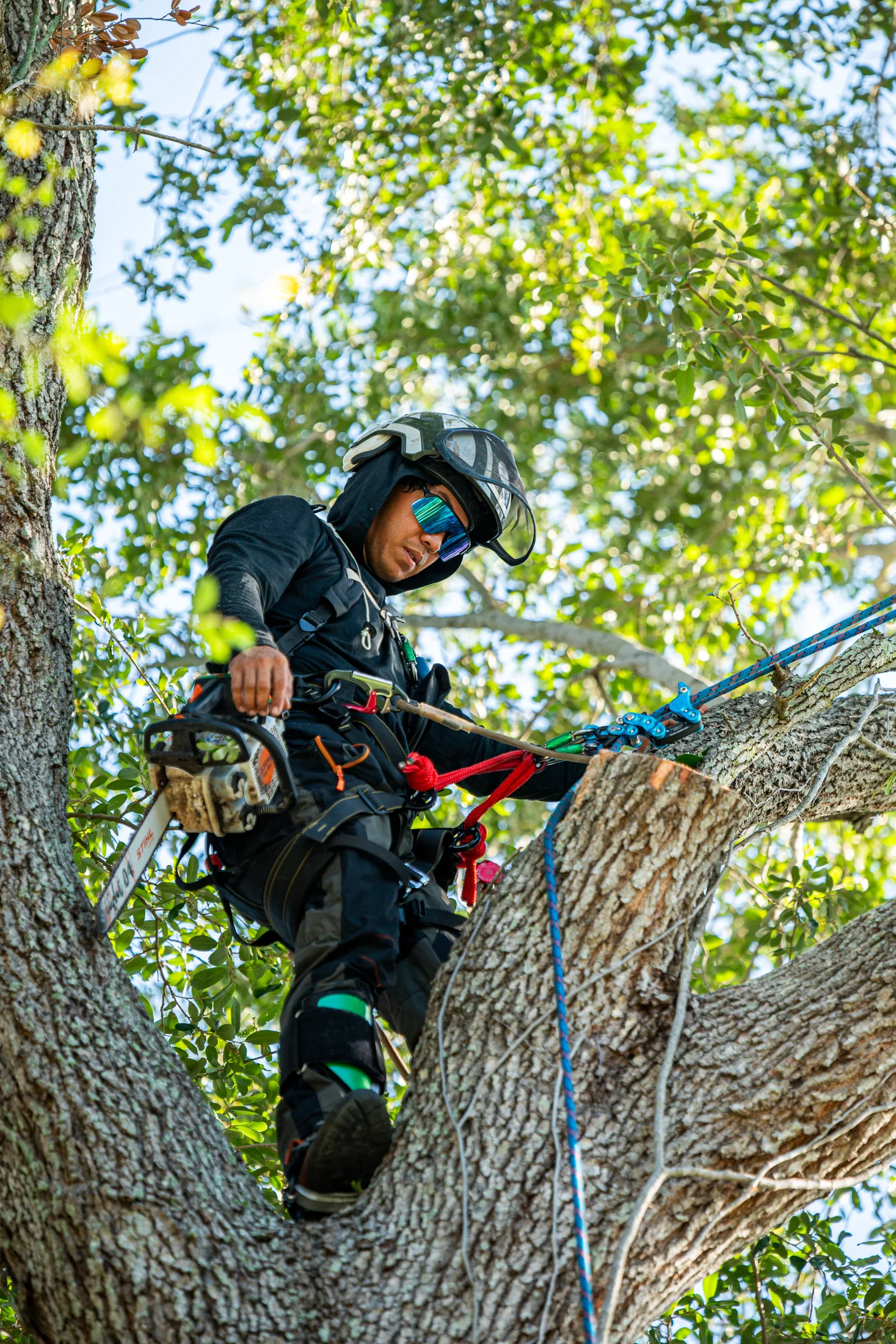 Professional tree removal service in Sarasota, FL by Yoder's Tree & Land Services