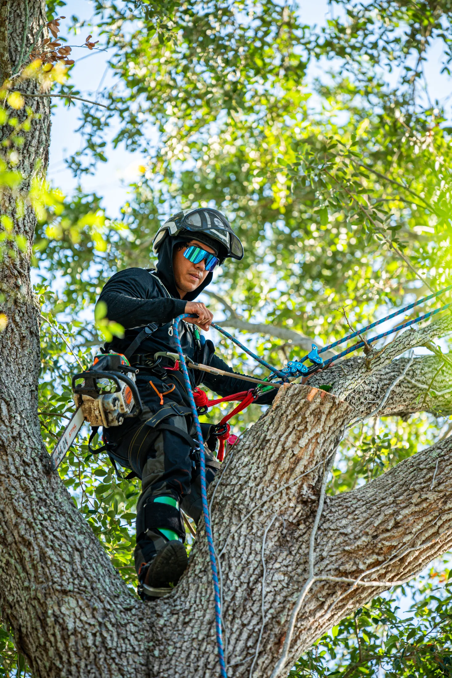 Professional tree removal service in Sarasota, FL by Yoder's Tree & Land Services