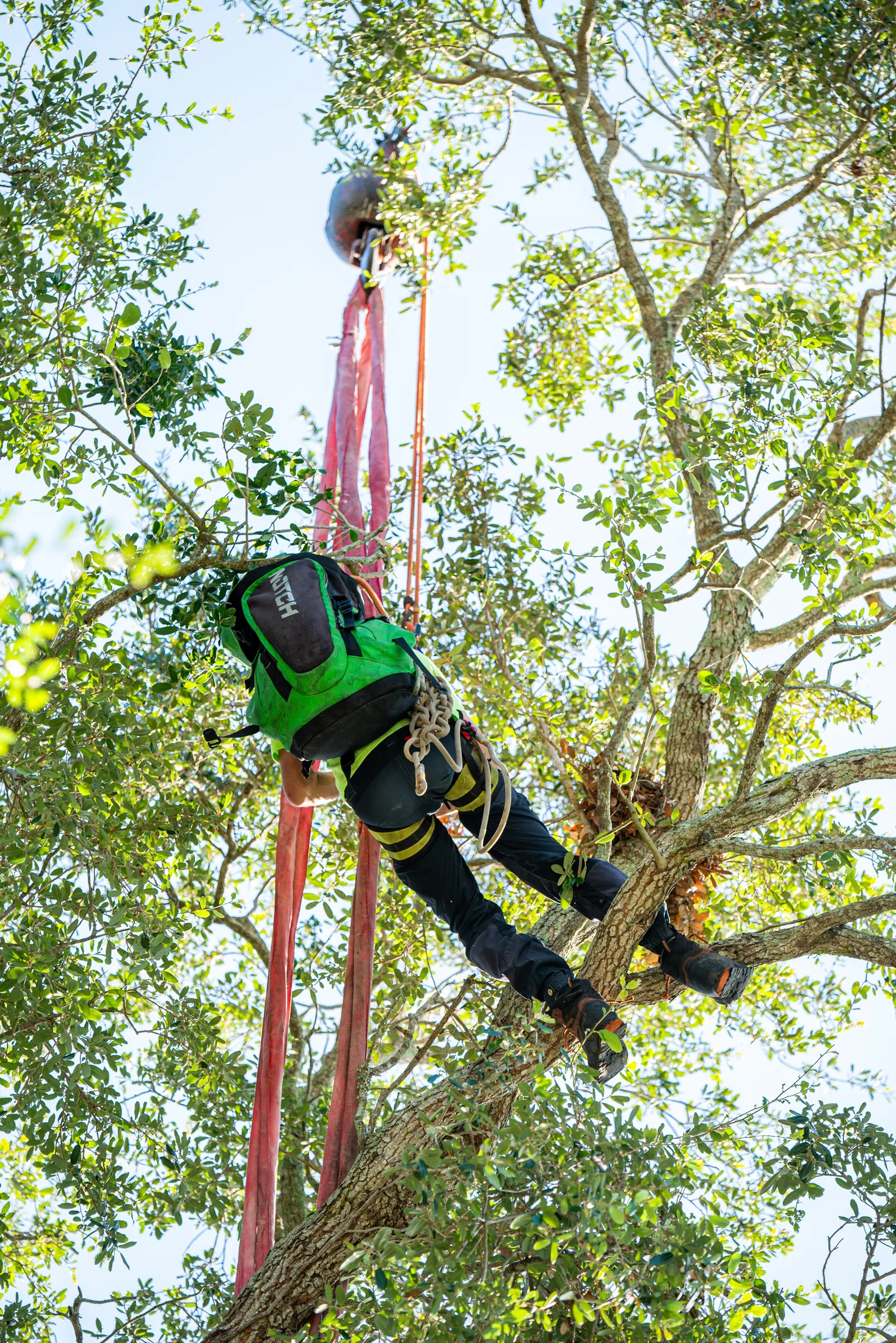 Professional tree removal service in Sarasota, FL by Yoder's Tree & Land Services
