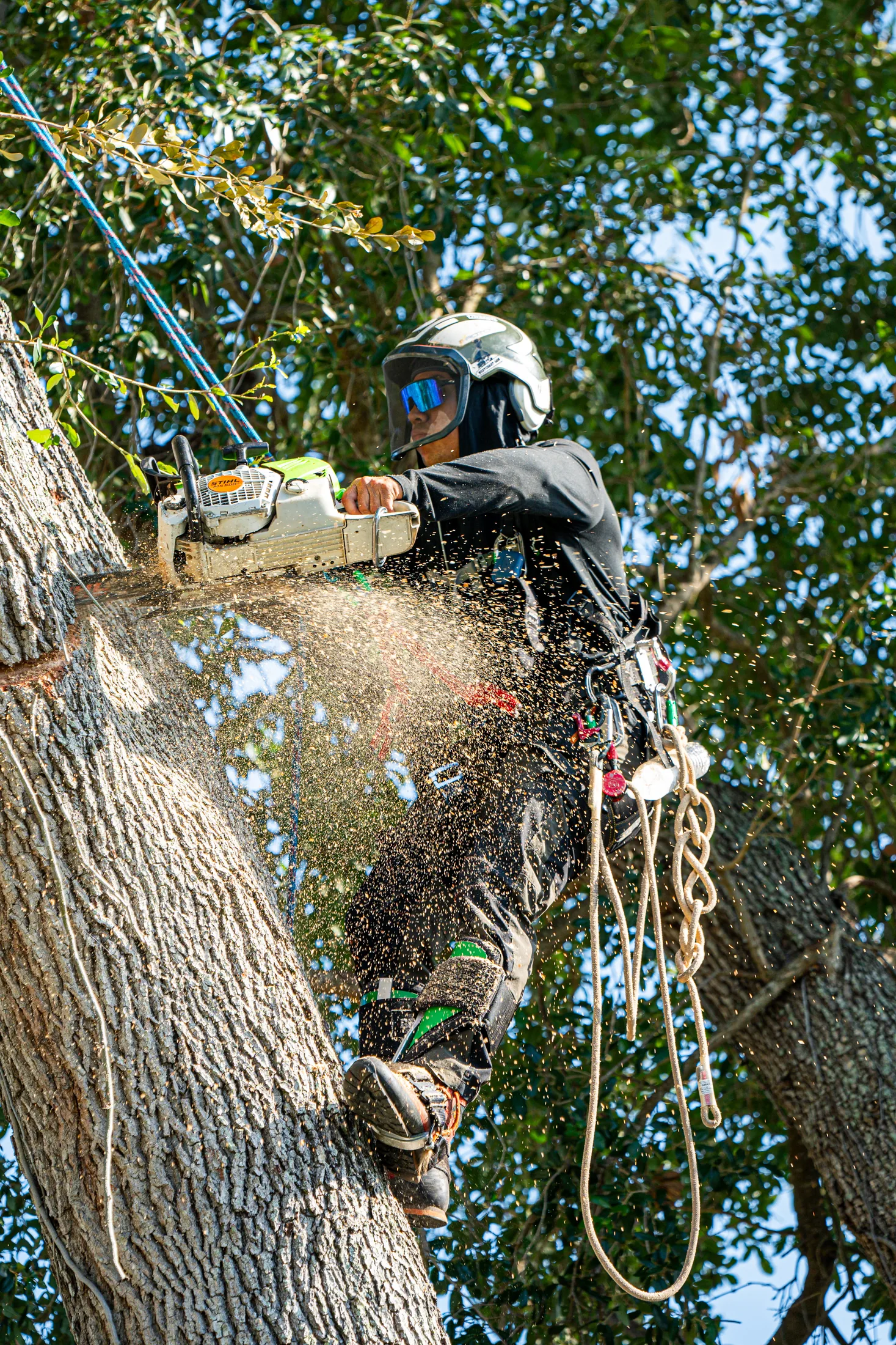 Professional tree removal service in Sarasota, FL by Yoder's Tree & Land Services