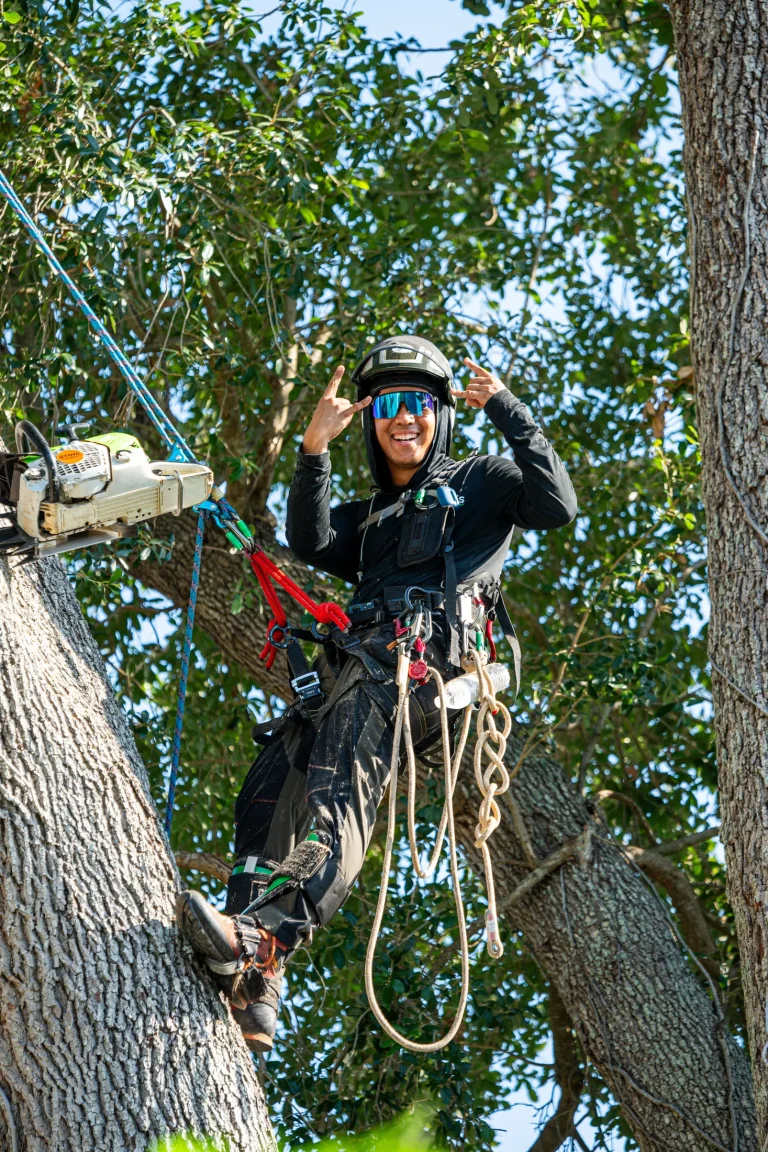 Professional tree removal service in Sarasota, FL by Yoder's Tree & Land Services