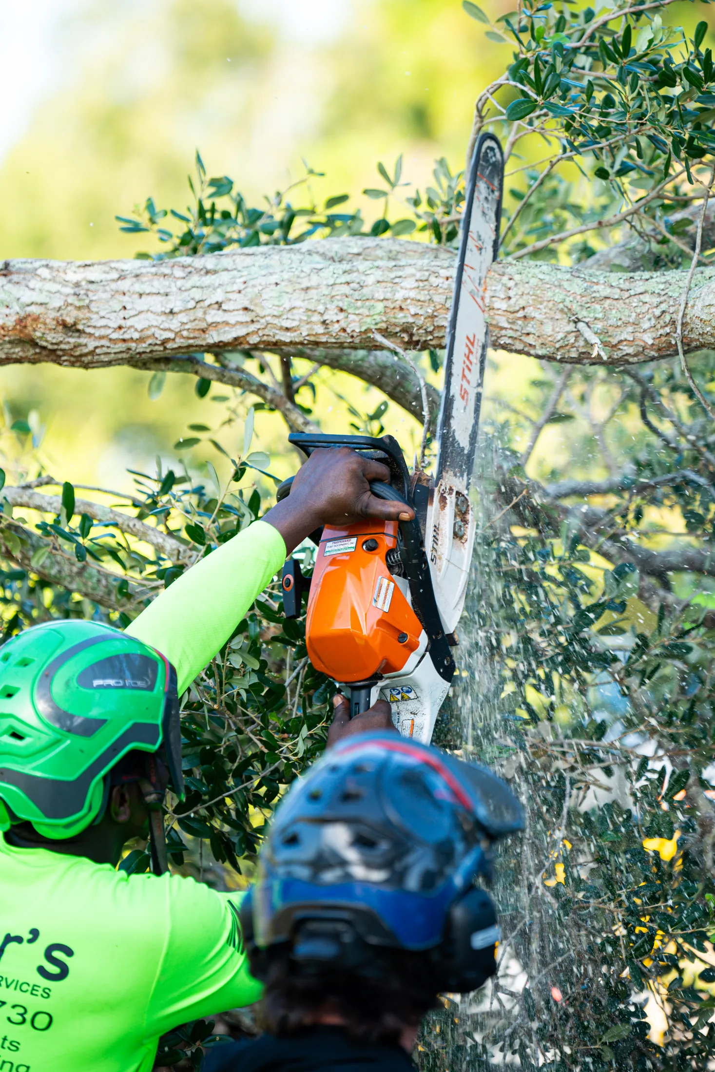 Tree trimming and pruning service in Sarasota, FL by Yoder's Tree & Land Services