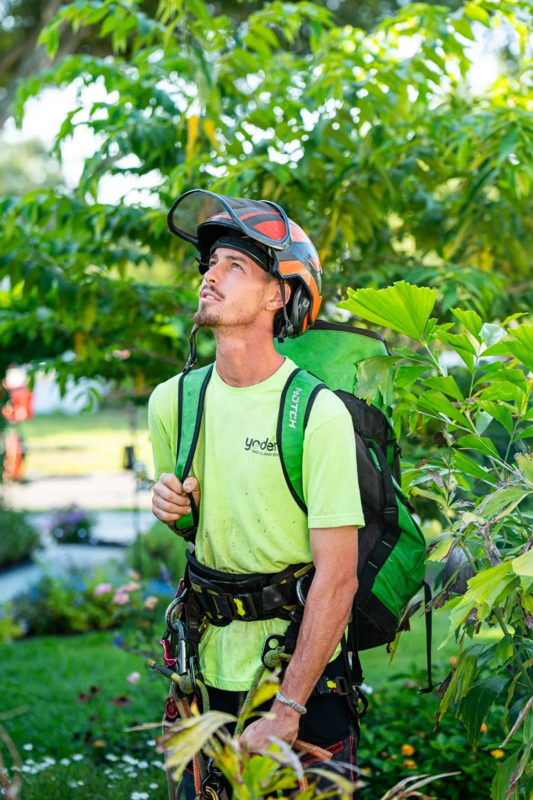 Tree trimming and pruning service in Sarasota, FL by Yoder's Tree & Land Services