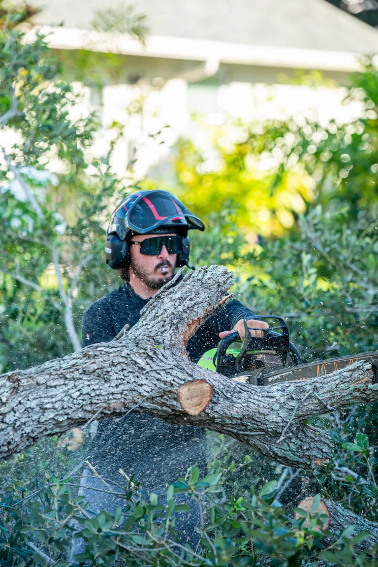 Tree trimming and pruning service in Sarasota, FL by Yoder's Tree & Land Services