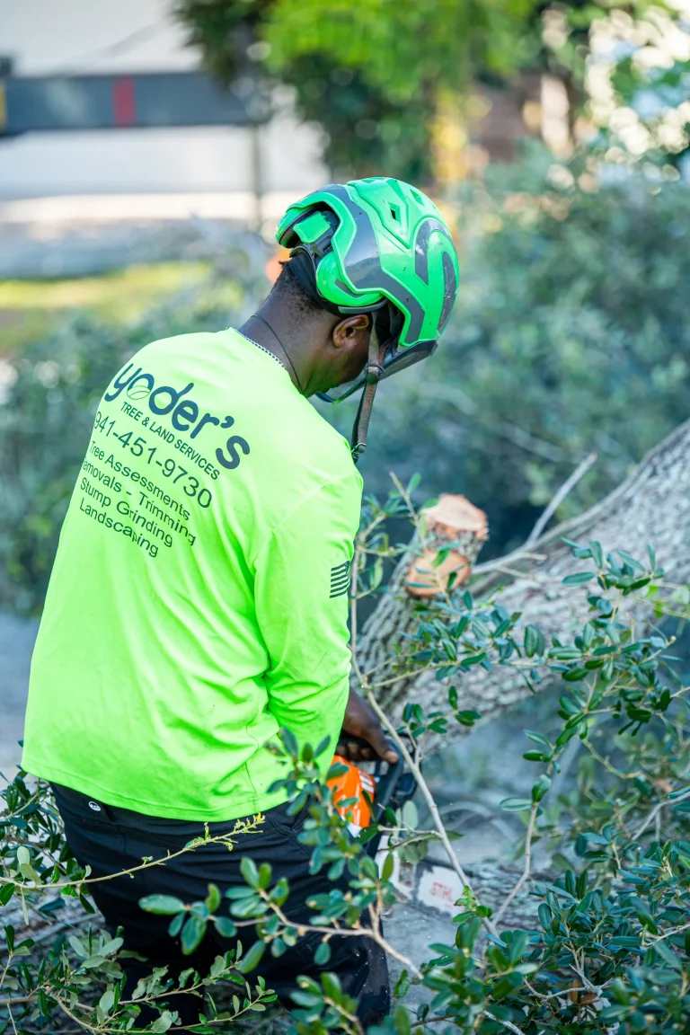 Tree trimming and pruning service in Sarasota, FL by Yoder's Tree & Land Services