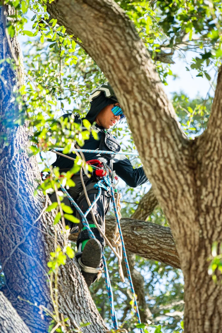 Tree trimming and pruning service in Sarasota, FL by Yoder's Tree & Land Services