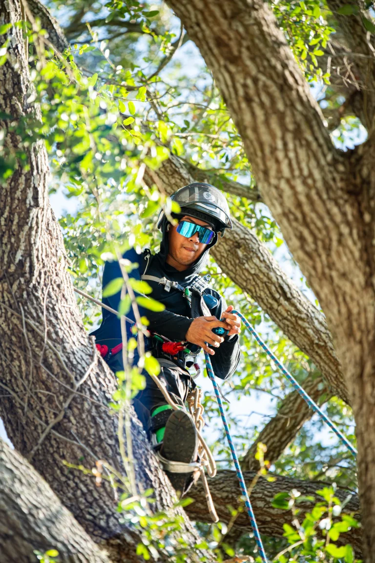 Tree trimming and pruning service in Sarasota, FL by Yoder's Tree & Land Services