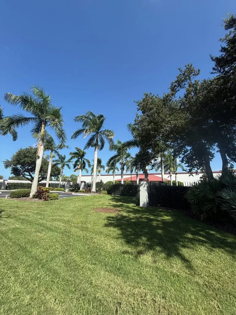 Palms and lawn after a tree removal job by Yoder's Tree & Land Services, Sarasota FL